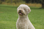 Lagotto Romagnolo Portrait