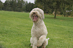 sitting Lagotto Romagnolo