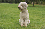 sitting Lagotto Romagnolo