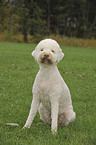 sitting Lagotto Romagnolo