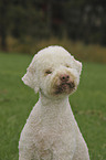 Lagotto Romagnolo Portrait