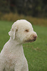 Lagotto Romagnolo Portrait