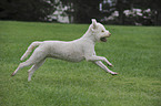 running Lagotto Romagnolo