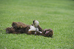 rolling Lagotto Romagnolo