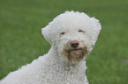 Lagotto Romagnolo Portrait