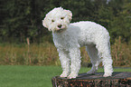 Lagotto Romagnolo