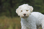 Lagotto Romagnolo Portrait