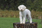 Lagotto Romagnolo