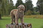 Lagotto Romagnolo