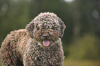 Lagotto Romagnolo Portrait