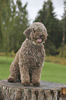 sitting Lagotto Romagnolo