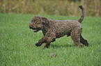 running Lagotto Romagnolo