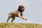 running Lagotto Romagnolo