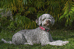 lying Lagotto Romagnolo