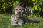 lying Lagotto Romagnolo