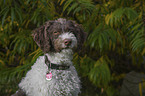 Lagotto Romagnolo Portrait