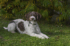 lying Lagotto Romagnolo