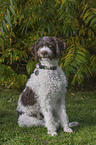 sitting Lagotto Romagnolo