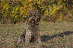 lying Lagotto Romagnolo