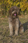 sitting Lagotto Romagnolo