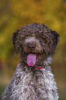 Lagotto Romagnolo Portrait