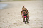 walking Lagotto Romagnolo