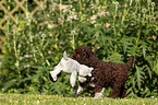 Lagotto Romagnolo puppy