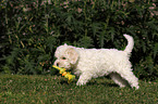 Lagotto Romagnolo puppy