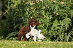 Lagotto Romagnolo puppy