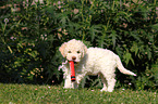 Lagotto Romagnolo puppy