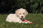 Lagotto Romagnolo puppy