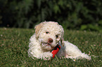 Lagotto Romagnolo puppy