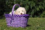 Lagotto Romagnolo puppy