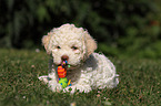 Lagotto Romagnolo puppy