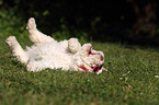 Lagotto Romagnolo puppy