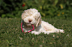 Lagotto Romagnolo puppy