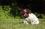 Lagotto Romagnolo puppy