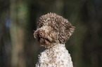 Lagotto Romagnolo Portrait