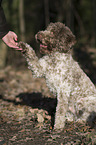 Lagotto Romagnolo gives paw
