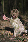 Lagotto Romagnolo gives paw