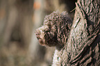 Lagotto Romagnolo Portrait