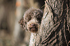 Lagotto Romagnolo Portrait