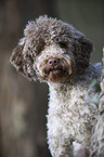 Lagotto Romagnolo Portrait