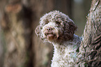 Lagotto Romagnolo Portrait