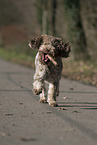 running Lagotto Romagnolo