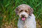 Lagotto Romagnolo Portrait