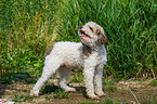 standing Lagotto Romagnolo