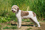 standing Lagotto Romagnolo