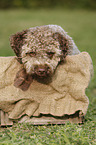 young Lagotto Romagnolo