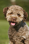 young Lagotto Romagnolo Portrait
